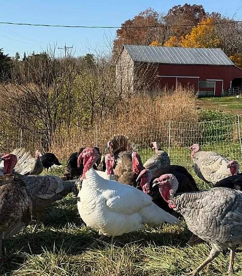 Assorted Heritage Turkey Hatching Eggs for Sale