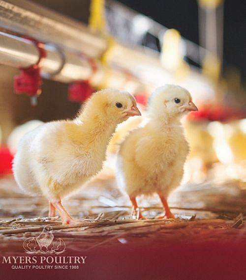 Cornish Cross Chickens Myers Poultry
