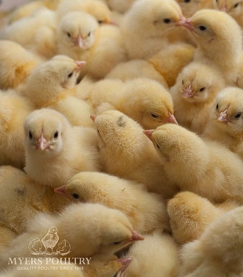 Cornish Cross for Sale Day Old Poultry Myers Poultry