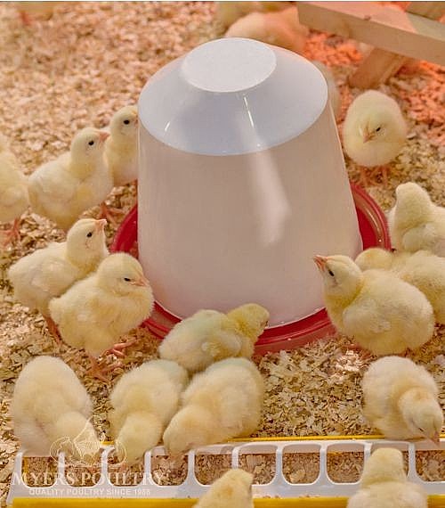 cornish-rock-cross-chickens