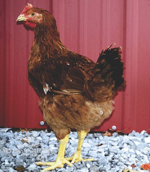 Red Cornish for Sale Day Old Poultry Myers Poultry