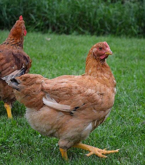 Red Ranger Chickens for Sale