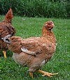 Red Ranger Chickens for Sale