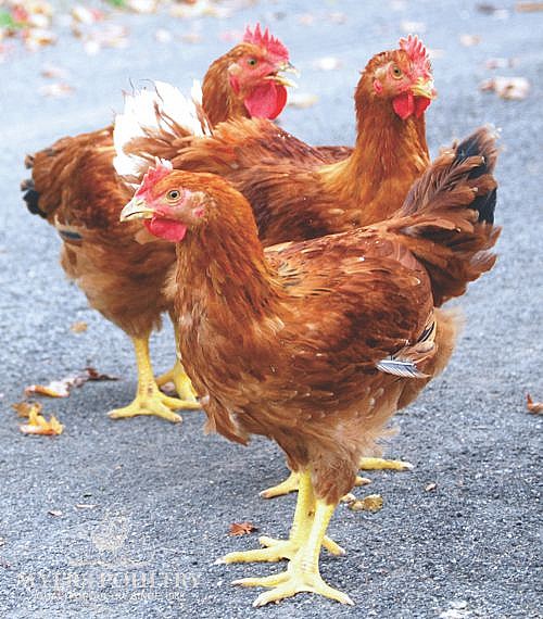 Red Bro Broilers for Sale Day Old Poultry Myers Poultry