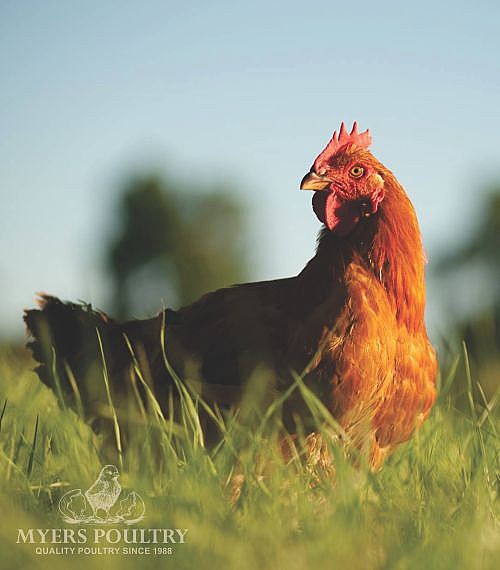 Red Bro Broilers for Sale Day Old Poultry Myers Poultry