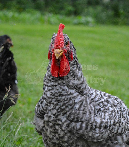 Grey Broiler Chickens for Sale | Myers Poultry