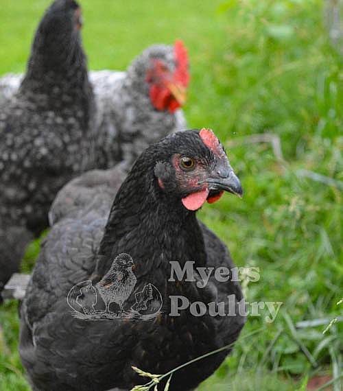Broiler Breeds With Pictures
