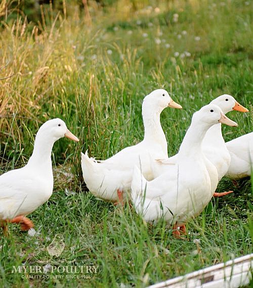 Ducks Ducklings For Sale Day Old Poultry Myers Poultry