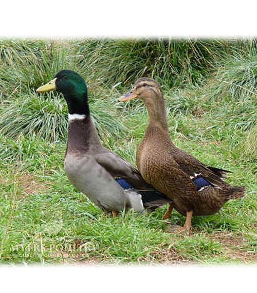 Rouen Ducks for Sale | Day Old Poultry | Myers Poultry Farm