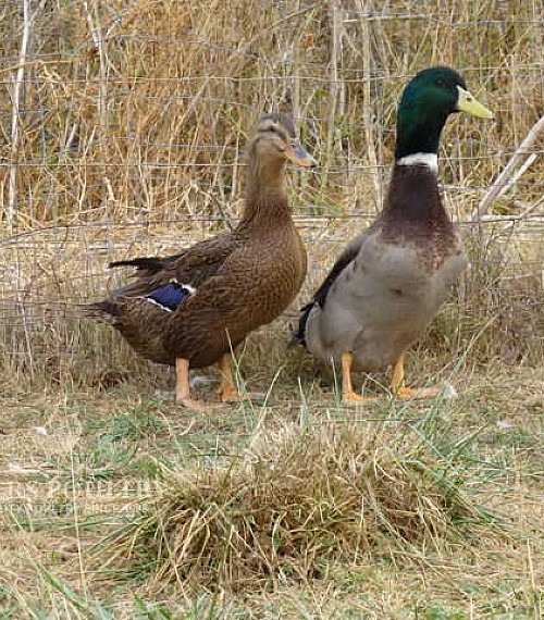 Rouen Ducks for Sale | Day Old Poultry | Myers Poultry Farm