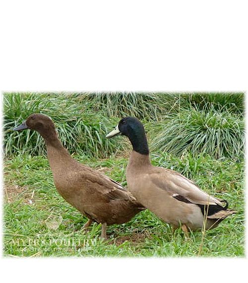 Khaki Campbell Ducks for Sale | Day Old Poultry | Myers