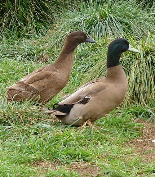 Khaki Campbell Ducks