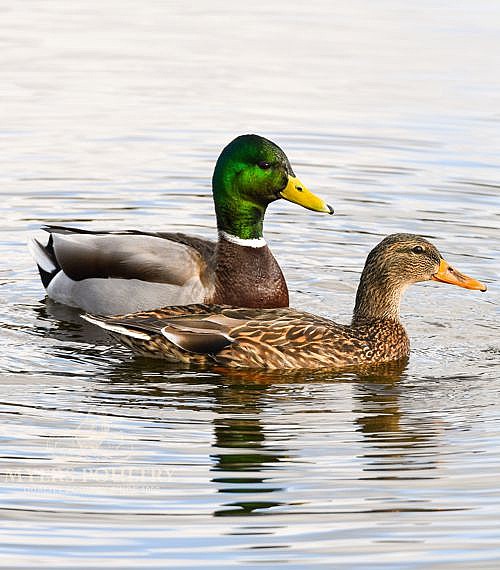Mallard Ducklings for Sale | Myers Poultry Farm
