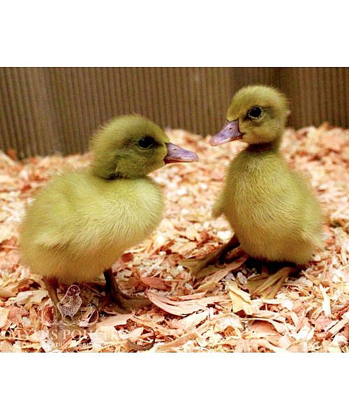 Buff Ducks for Sale | Day Old Poultry | Myers Poultry