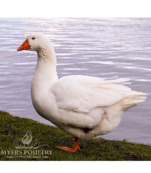 Download Embden Goose Female Background