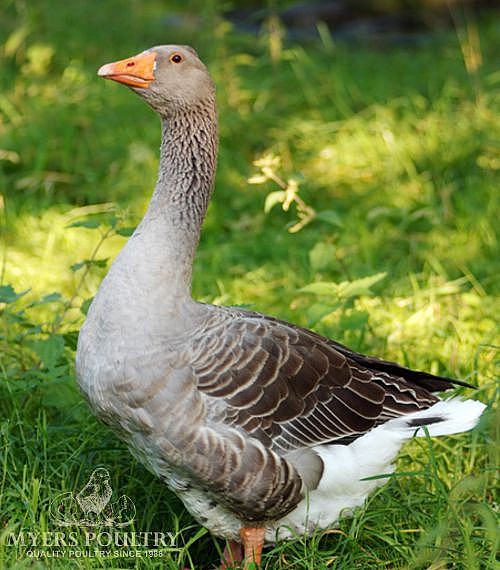 Toulouse Geese for Sale Day Old Poultry Myers Poultry