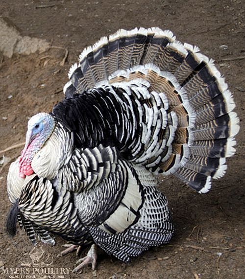 Heritage Turkeys