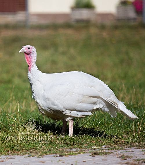 Heritage Turkeys Turkey Poults for Sale Shop Online Today