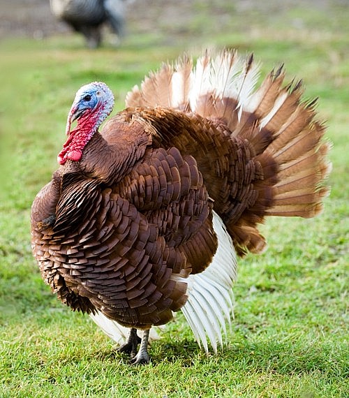 Assorted Heritage Turkeys for Sale Day Old Poultry