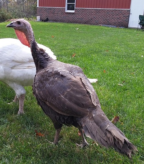 Assorted Heritage Turkeys for Sale Day Old Poultry