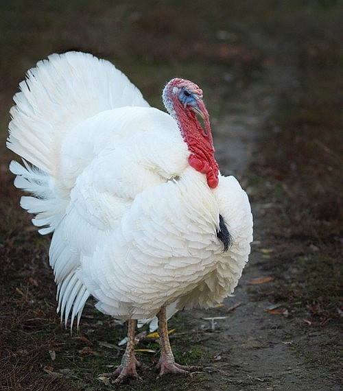Assorted Heritage Turkeys for Sale Day Old Poultry