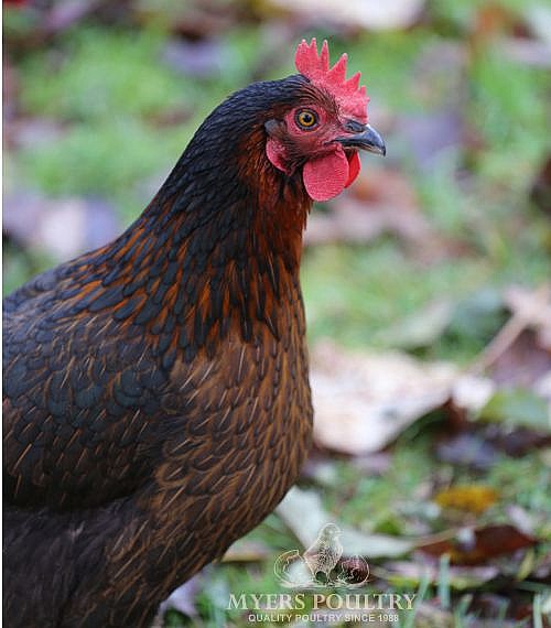 Black Sex Link Chickens Day Old Poultry For Sale