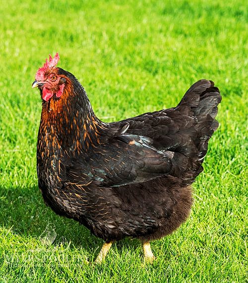 Black Sex Link Chickens Day Old Poultry For Sale