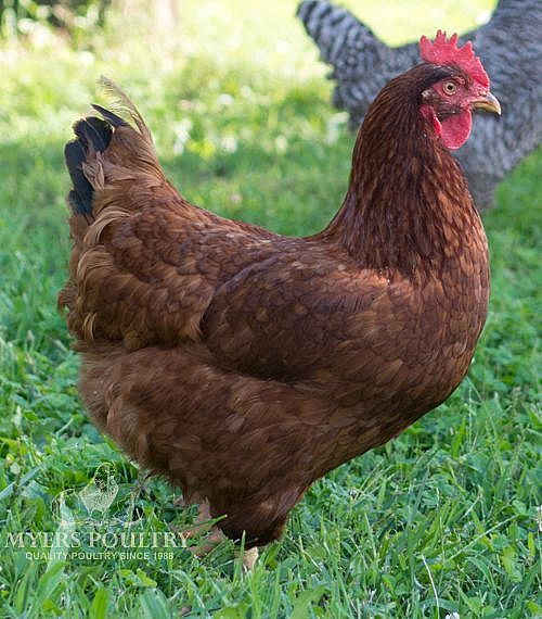 Rhode Island White Chickens - Baby Chicks For Sale